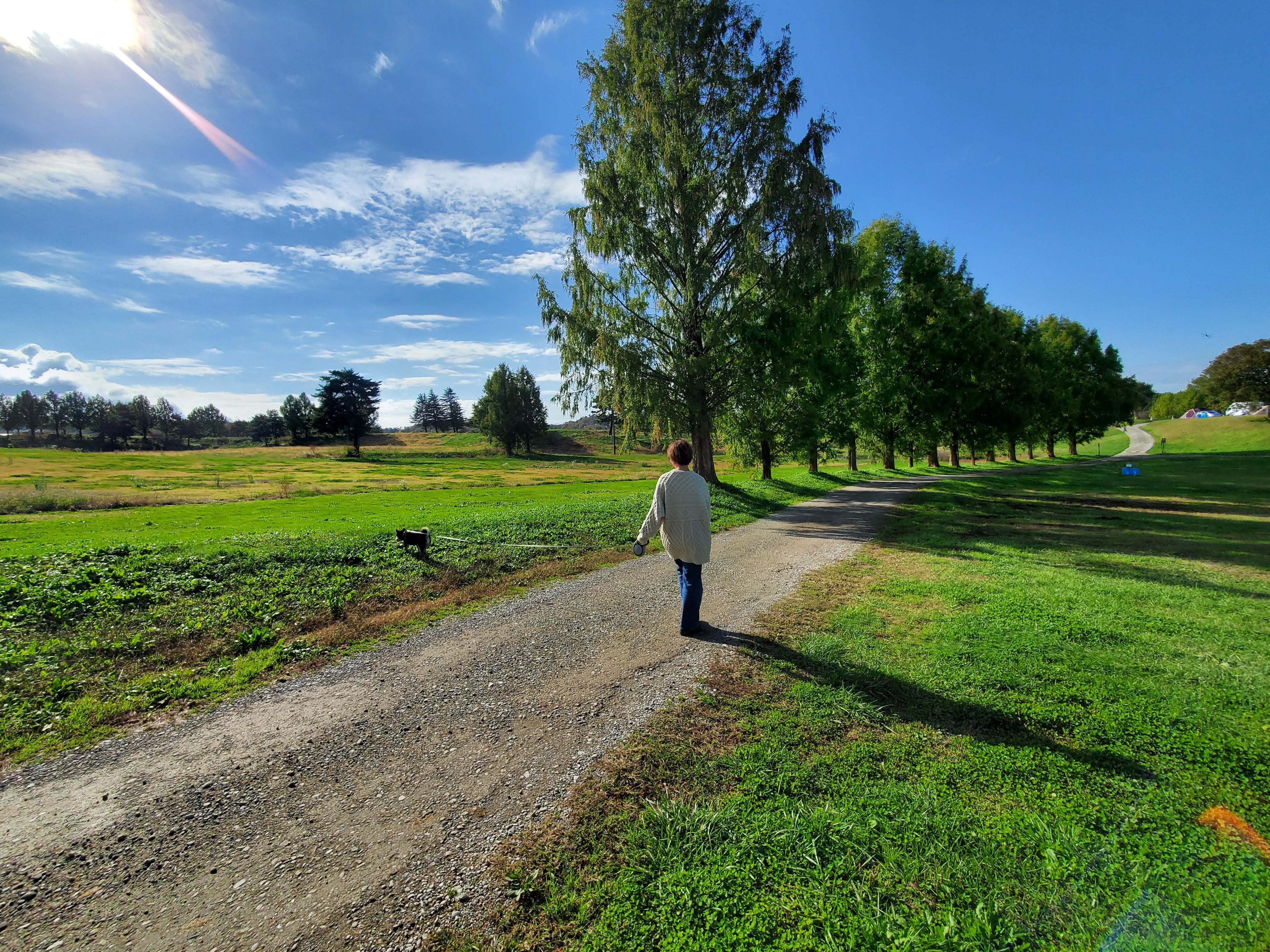 犬とライフスタイル
