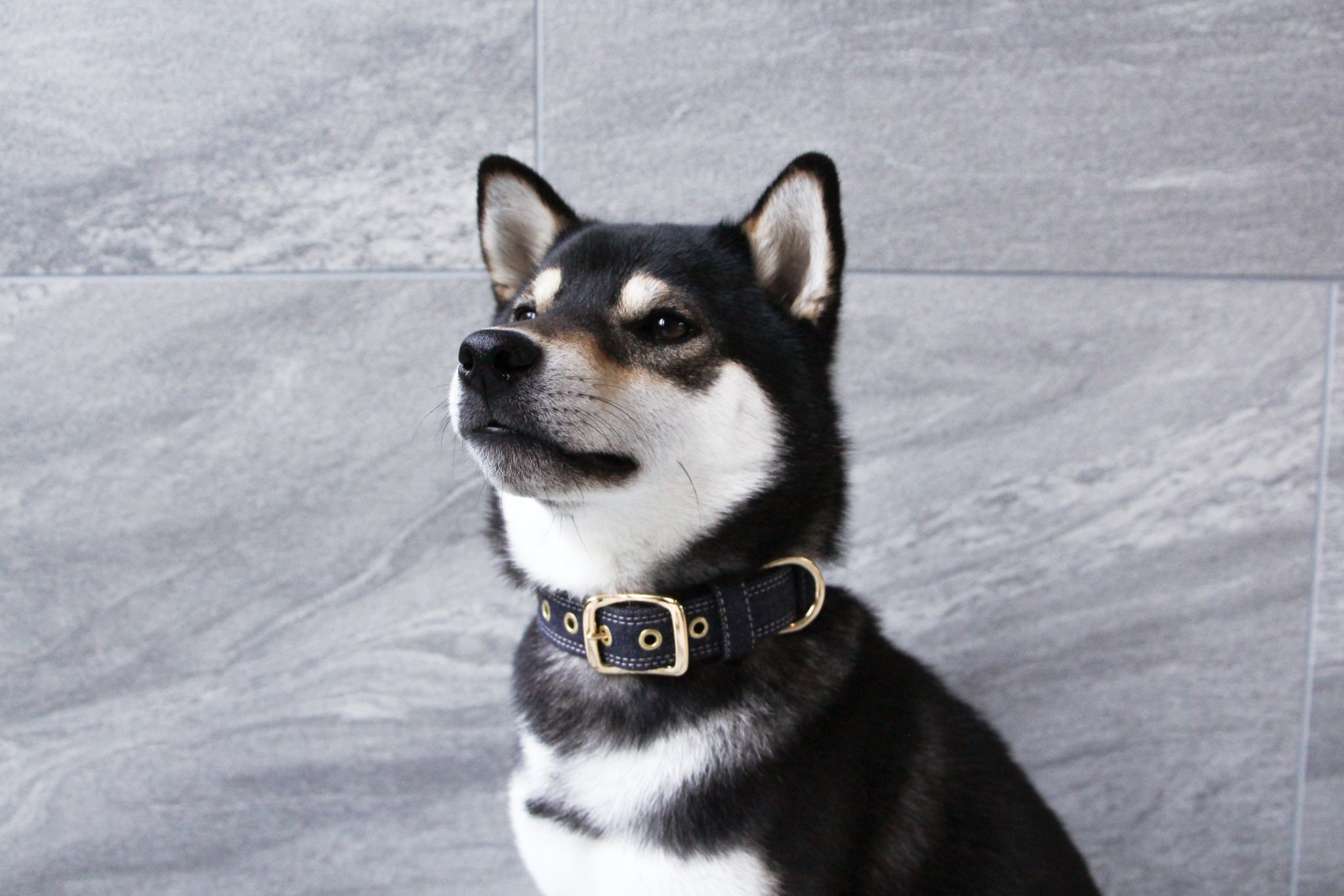 犬用グッズショップ、オープンしました