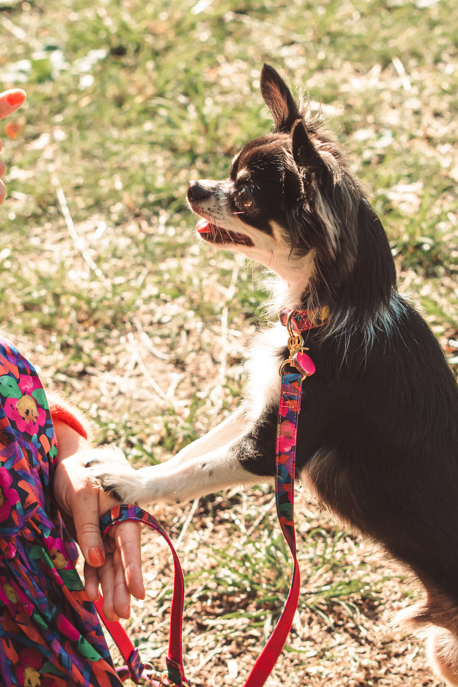 【小型犬専用】LIBERTY FABRICS LEAD / Wandering