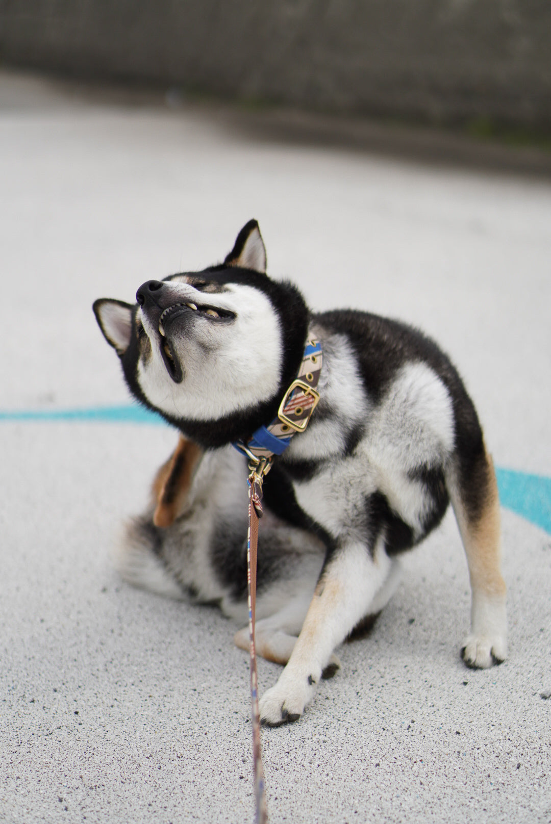 RANDOM STRIPE LEASH / BEIGE