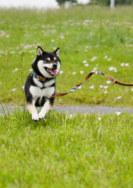 RANDOM STRIPE LEASH / BEIGE