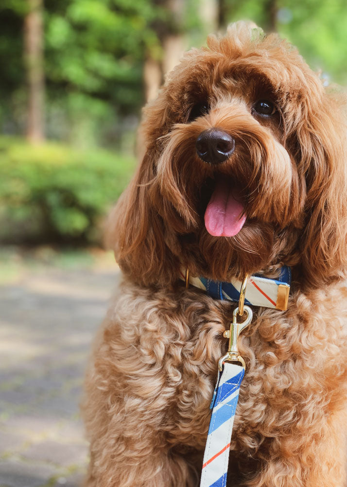 RANDOM STRIPE LEASH / BLUE