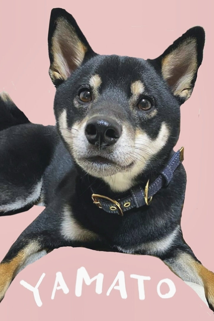 THE BASIC DENIM COLLAR 2