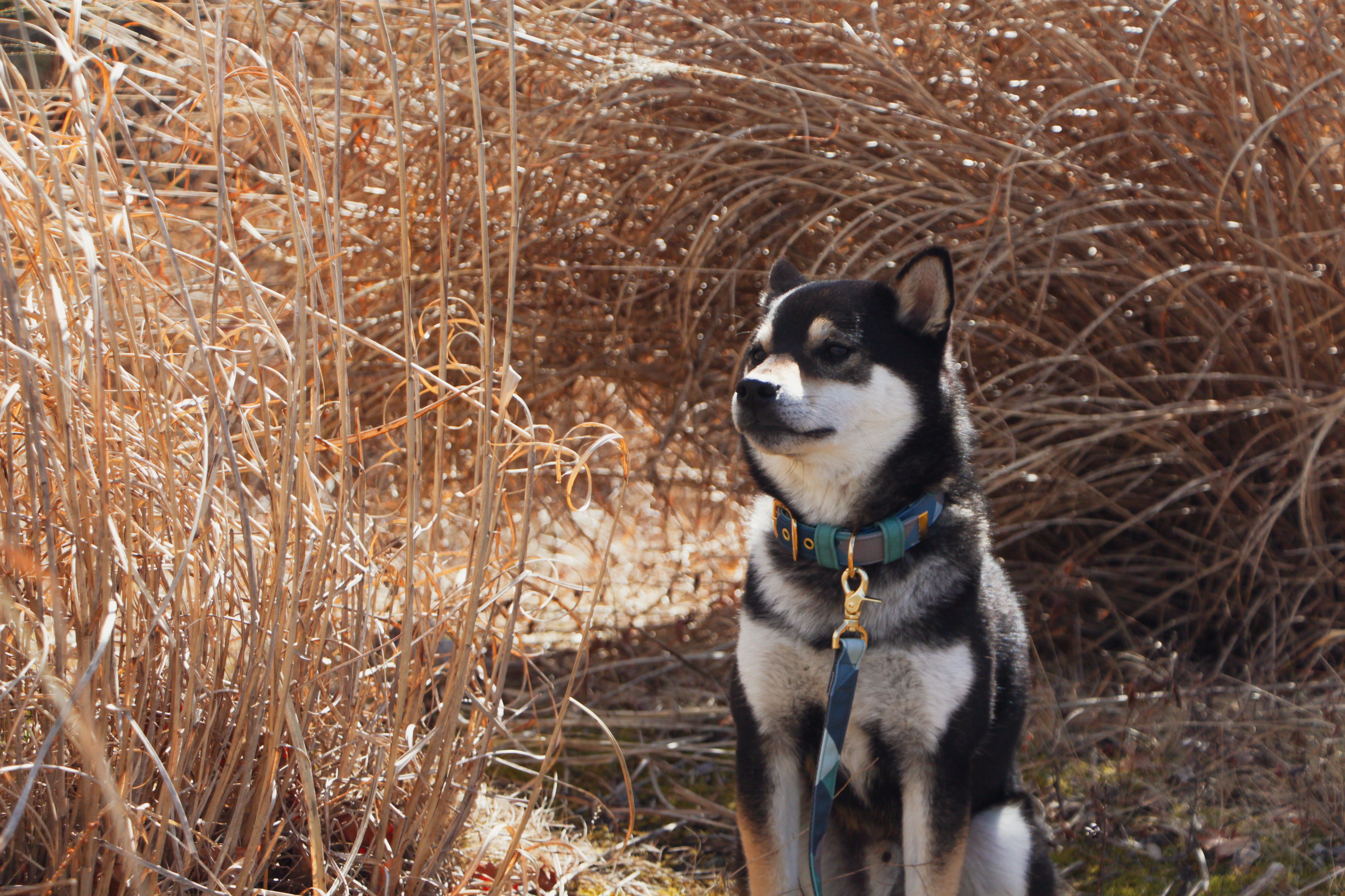 IN THE WOODS LEAD