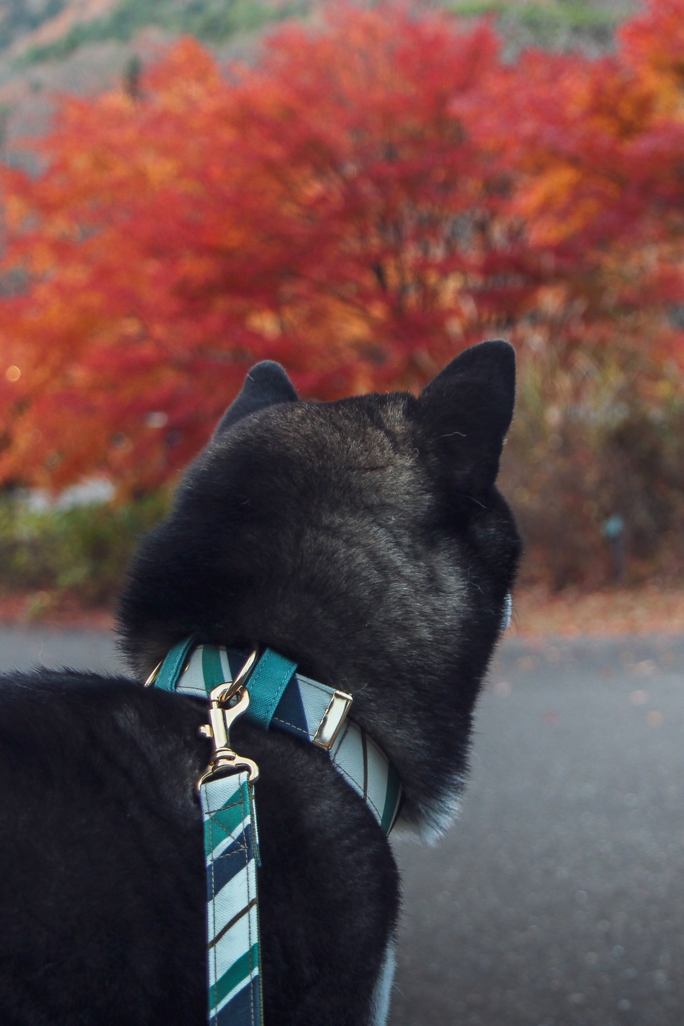 RANDOM STRIPE LEASH / GREEN