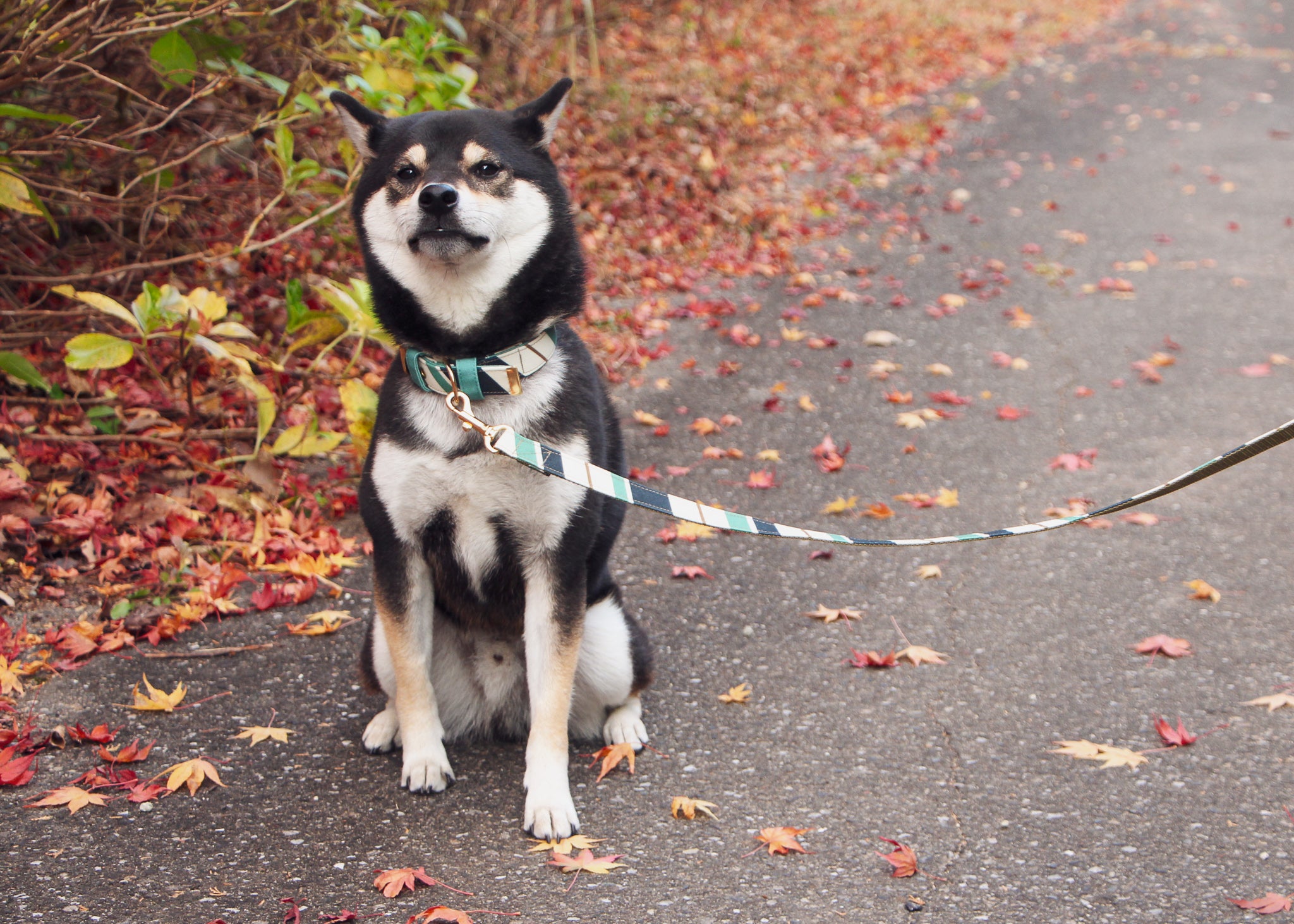RANDOM STRIPE LEASH / GREEN