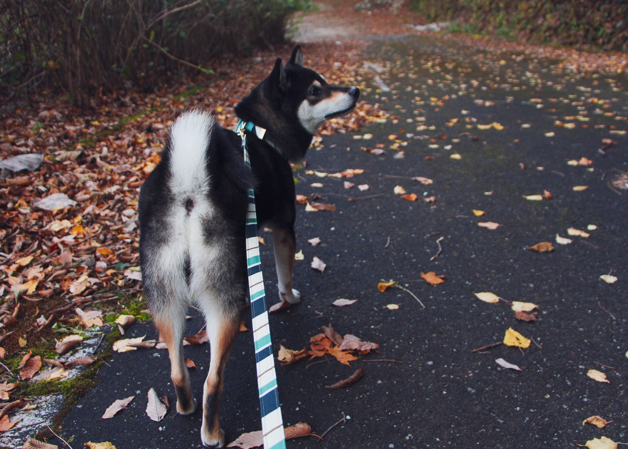 RANDOM STRIPE LEASH / GREEN