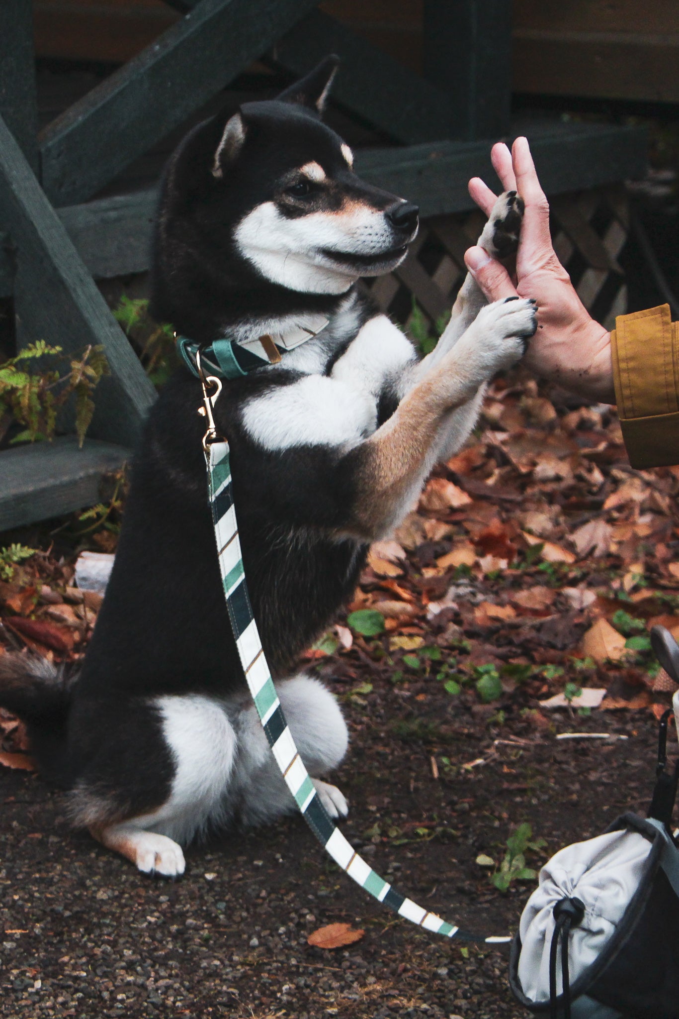 RANDOM STRIPE LEASH / GREEN