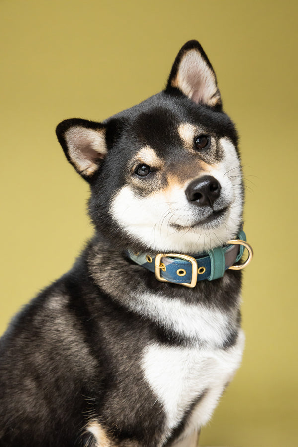 IN THE WOODS COLLAR