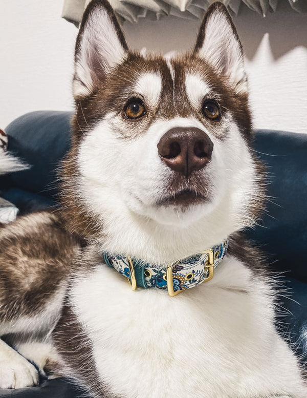 Liberty Fabrics collar / Smoky Green